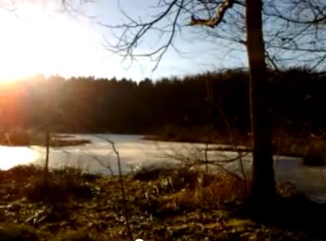 Pebermosen i Hammer Bakker